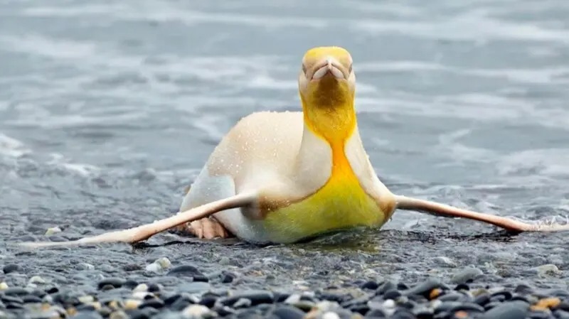 Por primera vez lograron fotografiar un pingüino amarillo en las islas del Atlántico Sur