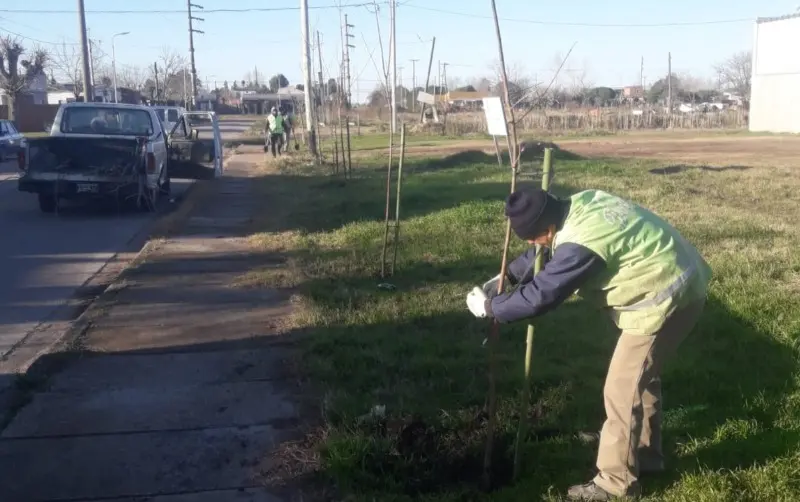 Continúa la forestación en la ciudad