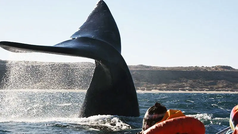 Chubut: sortearán avistajes de ballenas y pases de esquí para incentivar la vacunación