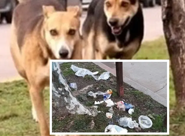 En madariaga quienes tengan perros sueltos en la vía pública deberán abonar una multa de 500 a 10.000 módulos por can