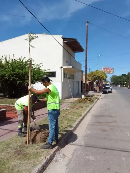 Trabajos de forestación - Diario Criterio Online