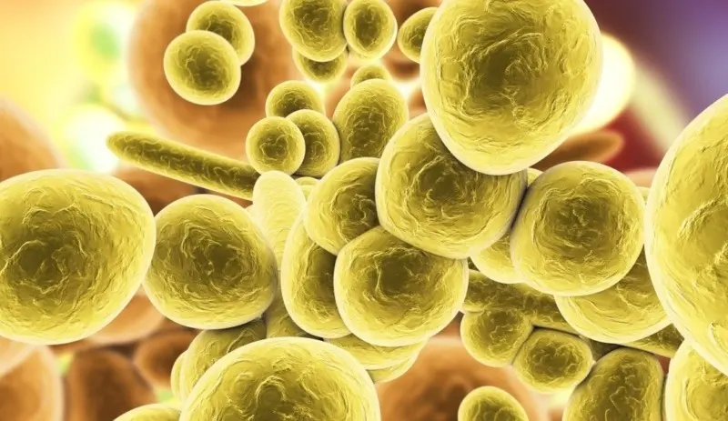 Riesgos, contagio y a quiénes afecta: todo sobre el hongo Candida auris, que ya circula en el país - Diario Criterio Online
