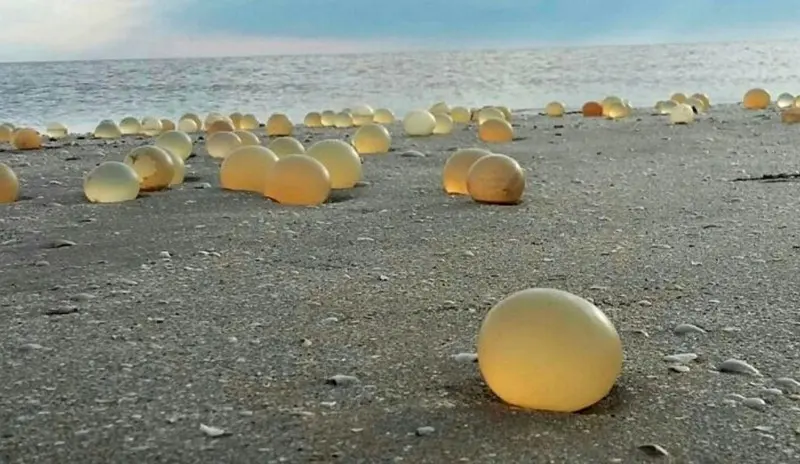 Invasión de algas y huevos en algunas playas de Gesell y la costa altlántica