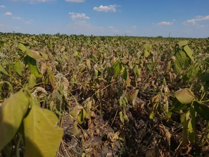 “La soja está en Dunkerque, atrapada entre la falta de agua en los suelos y la proyección de pocas lluvias” - Diario Criterio Online