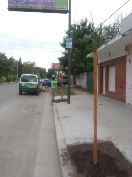 Trabajos de forestación - Diario Criterio Online