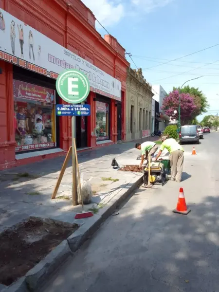 Trabajos de forestación - Diario Criterio Online