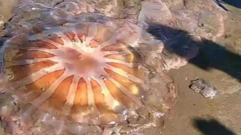 Inusual aparición de una una medusa gigante