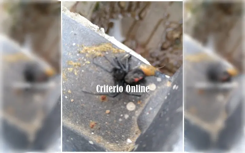 La letal «Viuda negra» apareció en Dolores
