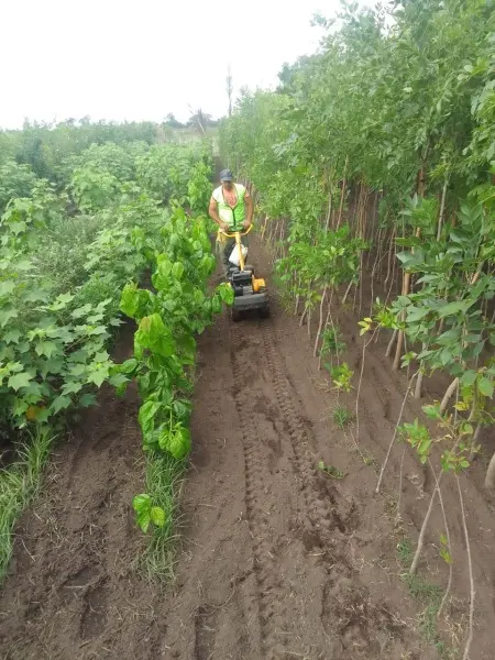 Trabajos en el Vivero Municipal - Diario Criterio Online
