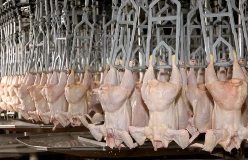 Gripe aviar: se reanudan las exportaciones de carne fresca de pollo a Rusia y Hong Kong - Diario Criterio Online