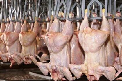 Argentina recupera el mercado de la Unión Europea para la carne aviar