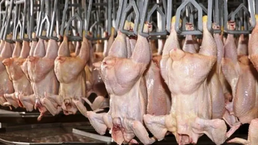 Argentina recupera el mercado de la Unión Europea para la carne aviar - Diario Criterio Online