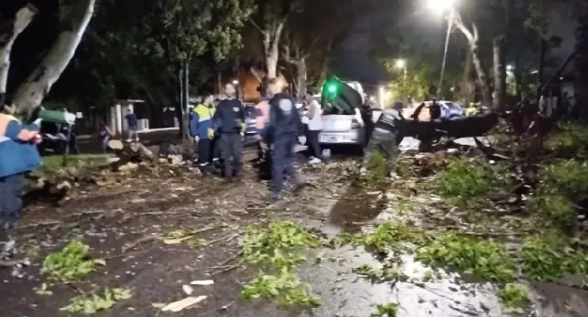 Un árbol se desplomó sobre un auto en La Plata y rescataron a dos personas atrapadas - Diario Criterio Online