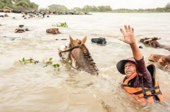 Impresionante crecida del río Paraná: así intentan salvar al ganado - Diario Criterio Online