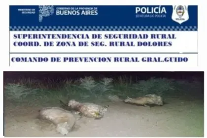 ESCLARECEN HECHO DE ABIGEATO OCURRIDO EN CAMPO CERCANO A LABARDEN
