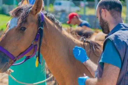 Confirman otra muerte humana por encefalitis equina en la provincia y llegan a cinco