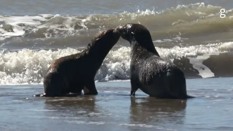 El tierno regreso al mar de dos lobos marinos rescatados por la Fundación Mundo Marino - Diario Criterio Online