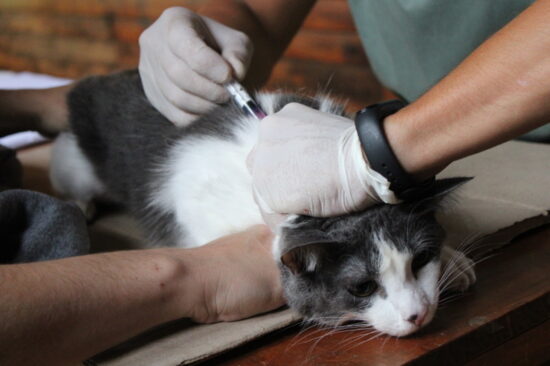 SANIDAD ANIMAL: VACUNACIÓN ANTIRRÁBICA