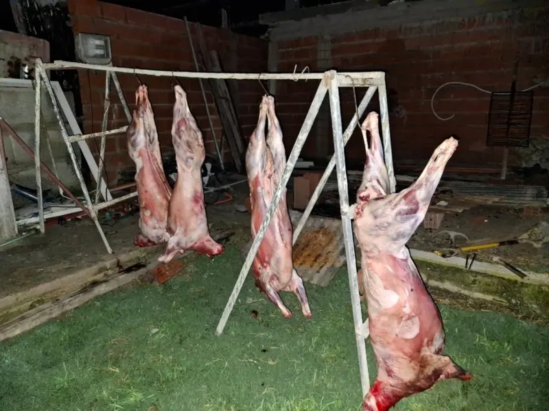 Allanamientos Dolores por robo de ovinos: hay un detenido - Diario Criterio Online
