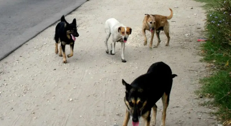 En Madariaga multaron a distintos vecinos por la tenencia irresponsable de mascotas - Diario Criterio Online