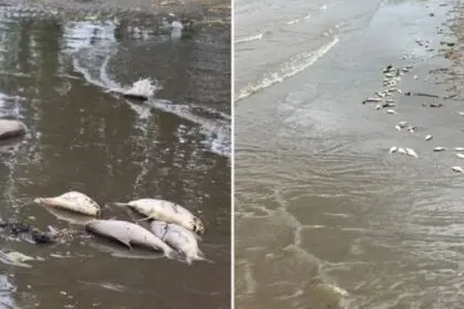 Las costas de Punta Lara aparecieron repletas de sábalos muertos: ¿qué genera estos fenómenos?
