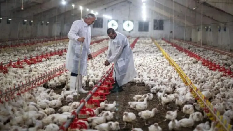 Brasil instala barreras sanitarias por un brote de gripe aviar que frena las exportaciones - Diario Criterio Online