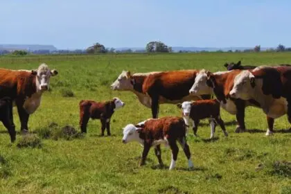 Juan Pablo García rechazó el proyecto para crear un impuesto a los gases de las vacas: “Necesitamos terminar con las grietas que no suman”
