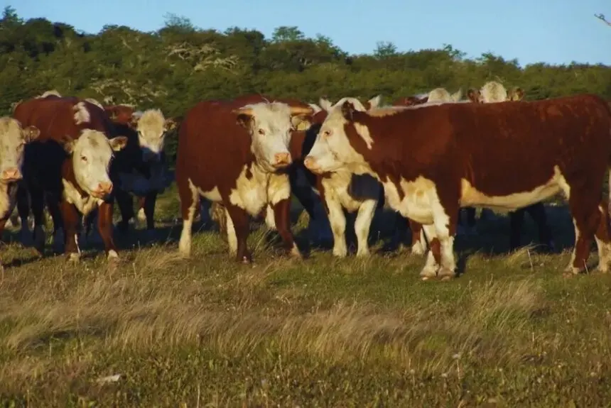 El INTA y la FAO avanzan con un plan para promover la ganadería sustentable en bosques nativos - Diario Criterio Online