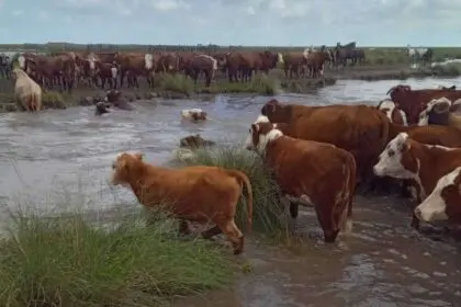 Ante las crecidas por El Niño, ya se evacuaron más de 147.000 animales en cinco provincias - Diario Criterio Online