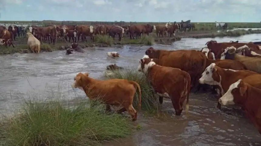 Ante las crecidas por El Niño, ya se evacuaron más de 147.000 animales en cinco provincias - Diario Criterio Online