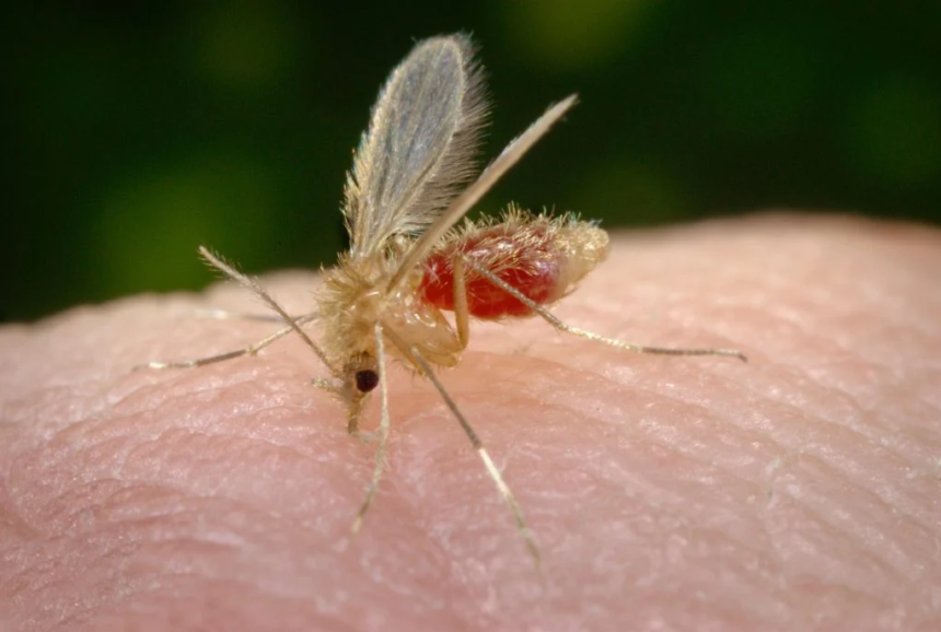 Qué se sabe del primer caso humano de virus shamonda - Diario Criterio Online