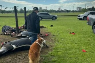 Cayó un rayo en el Jockey Club de San Isidro y mató a cuatro caballos de polo - Diario Criterio Online