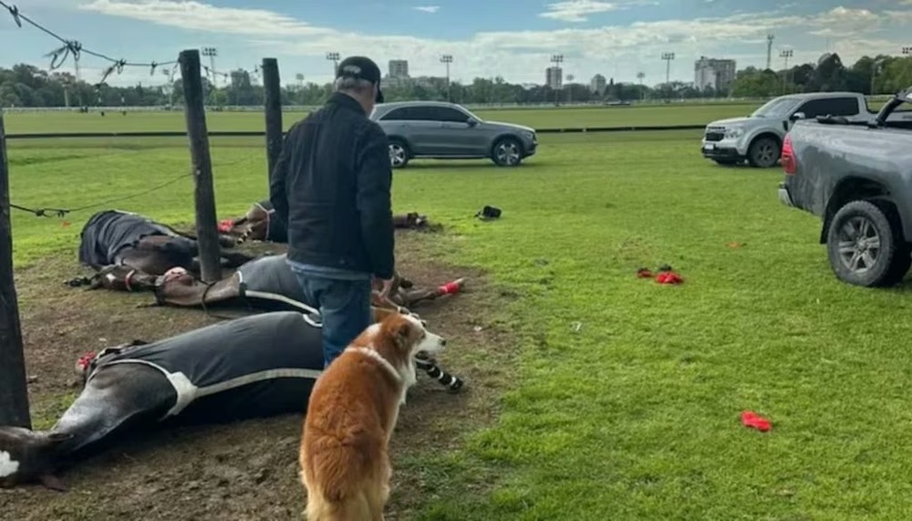 Cayó un rayo en el Jockey Club de San Isidro y mató a cuatro caballos de polo